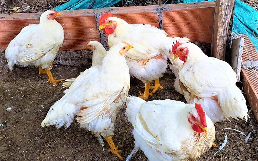 Pollo Semicriollo Kilo