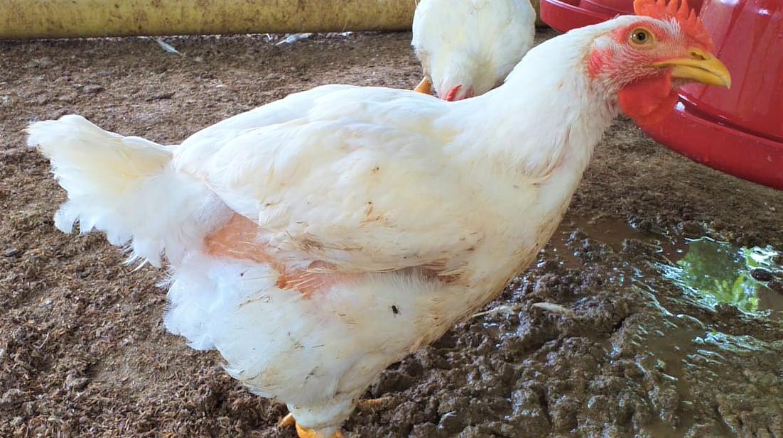 Pollo Semicriollo Kilo