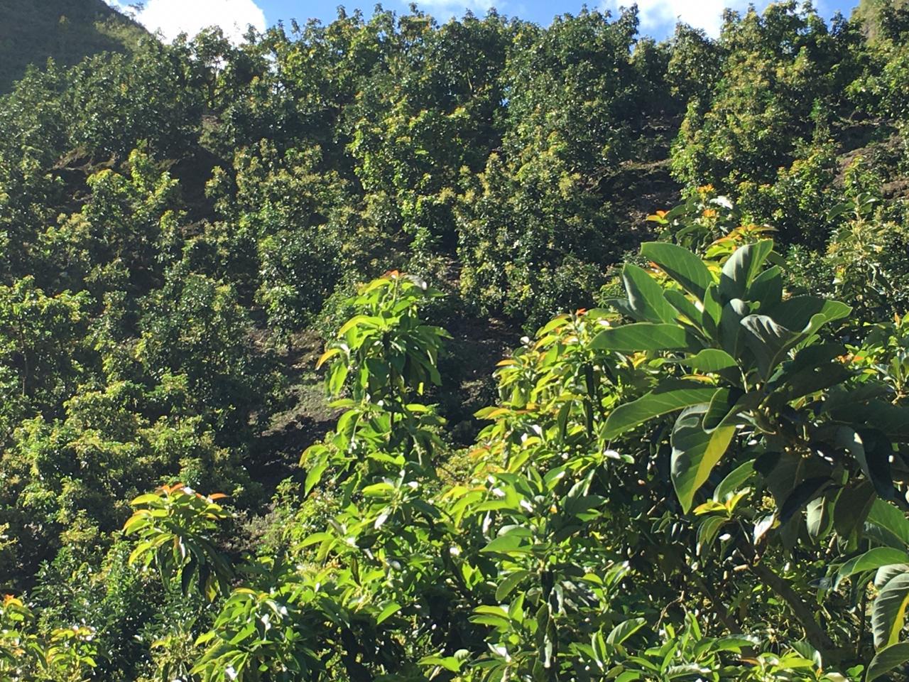 Aguacate Papelillo