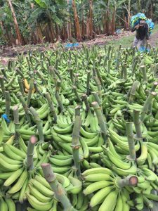 Platano Dominico Harton