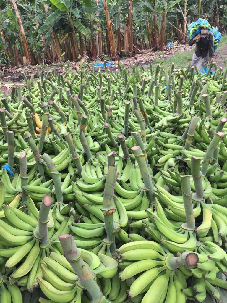 Platano Dominico Harton