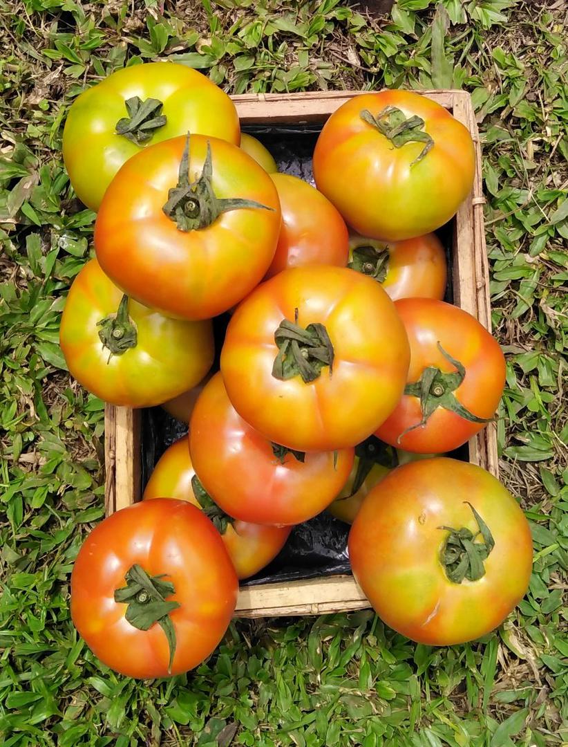 Tomate Larga Vida