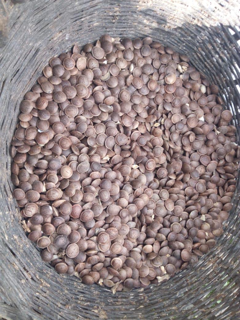 Frijol Sacha Inchi X Libra