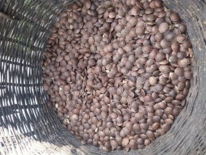 Frijol Sacha Inchi X Libra