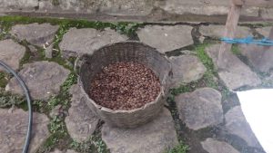 Frijol Sacha Inchi X Libra