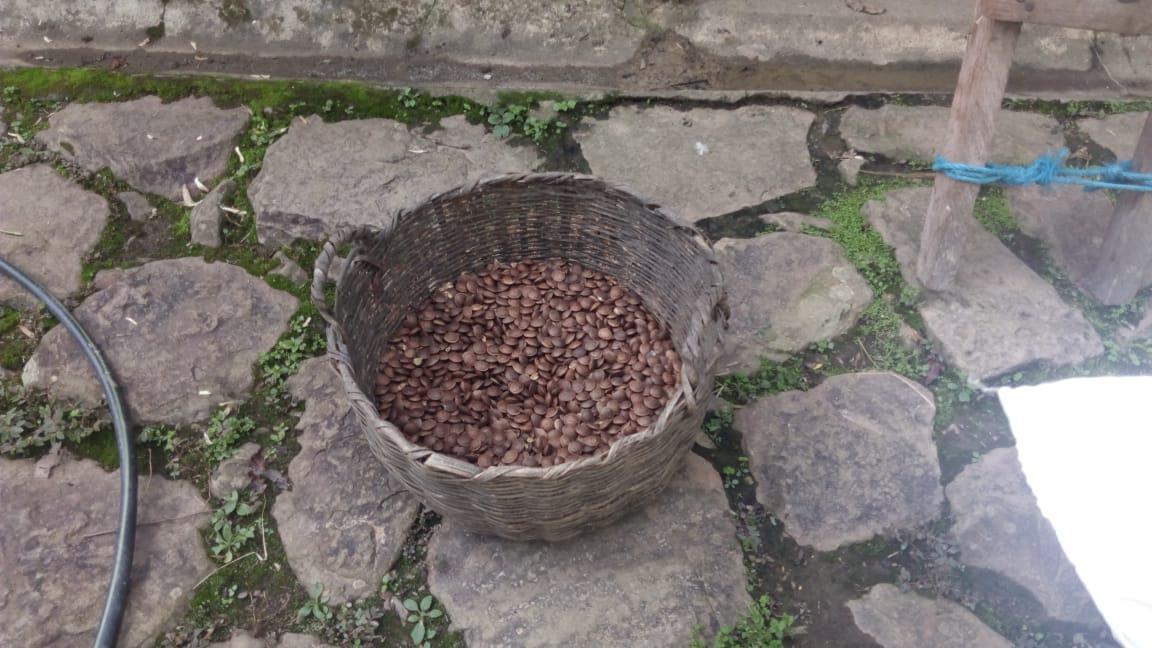 Frijol Sacha Inchi X Libra