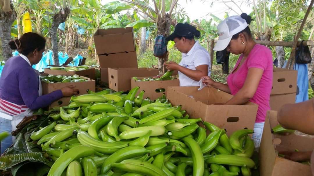 Platano Tipo Exportacion