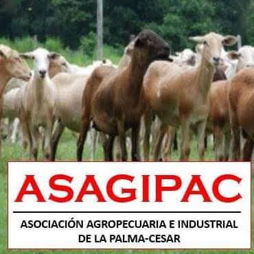 Camuro En Pie X Kilo