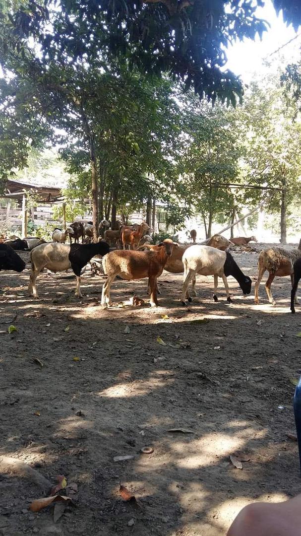 Camuro En Pie X Kilo