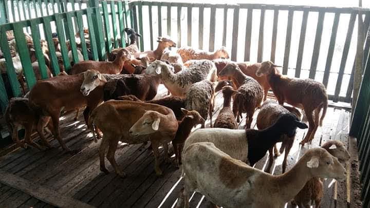 Camuro En Pie X Kilo