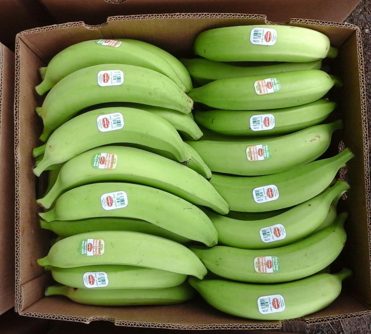 Platano Dominico Harton