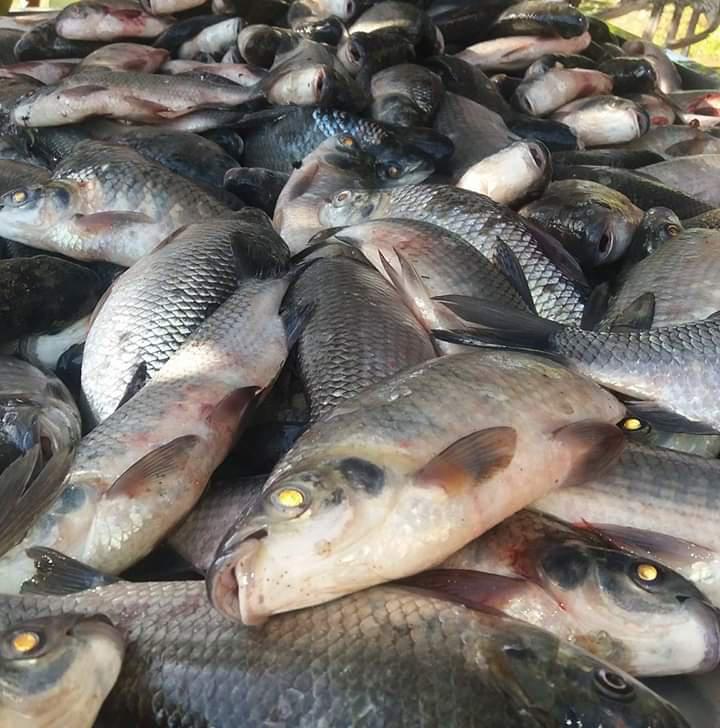 Bocachico