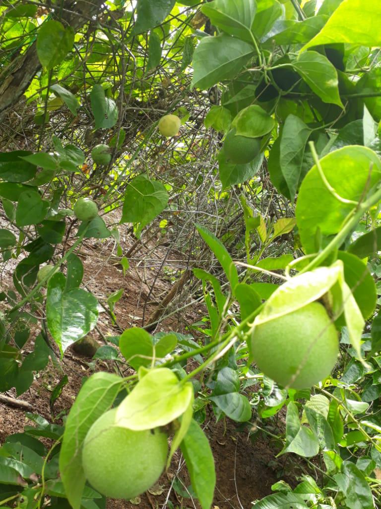 Gulupa Amarilla — foto 4 de 4