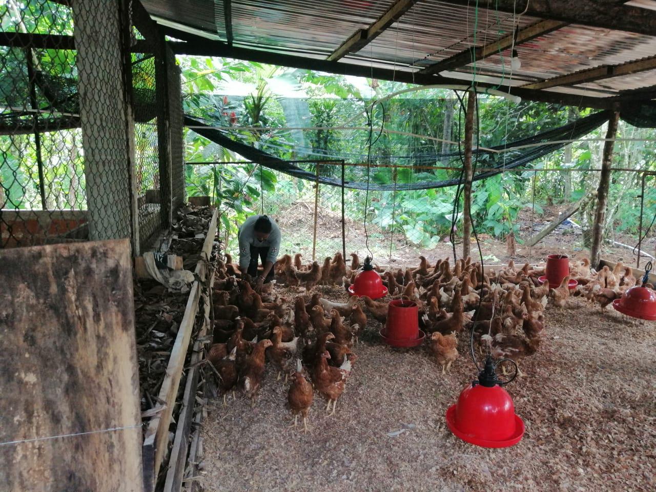 Huevos Frescos De Primera Calidad