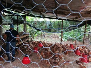 Huevos Frescos De Primera Calidad