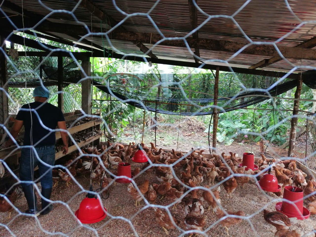 Huevos Frescos De Primera Calidad