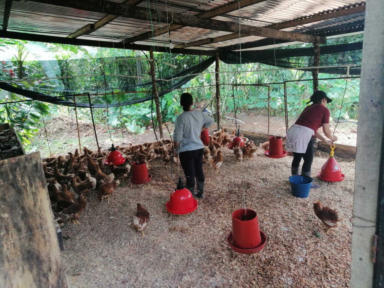 Huevos Frescos De Primera Calidad