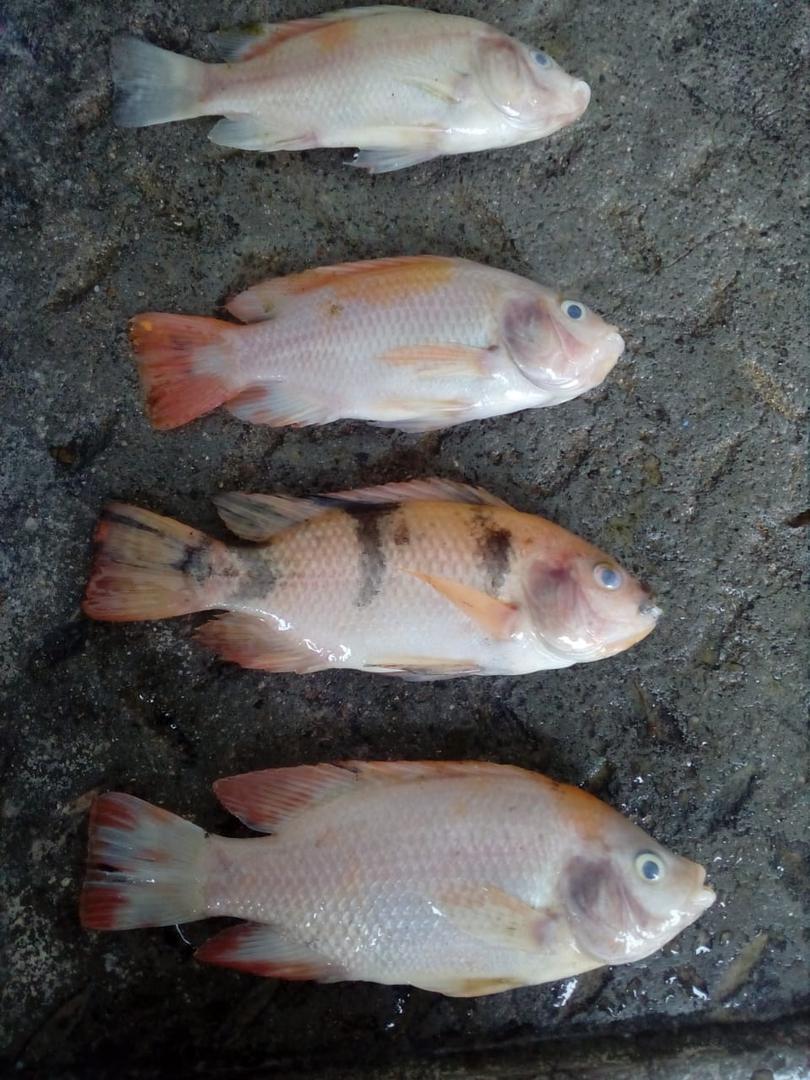 Tilapia Roja — foto 2 de 2