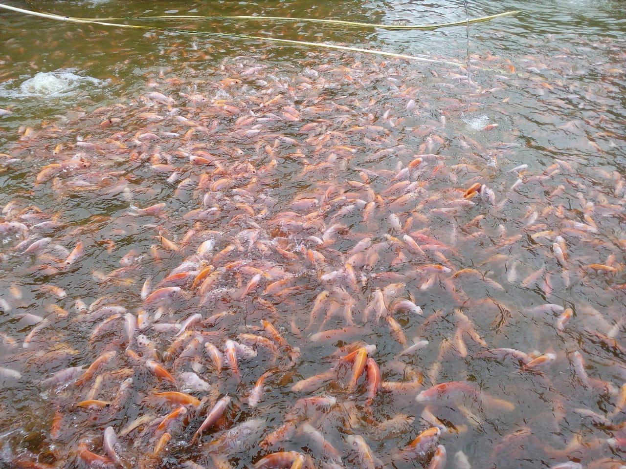 Tilapia Roja