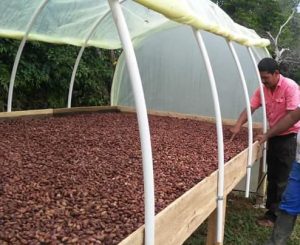 Cacao En Grano Seco