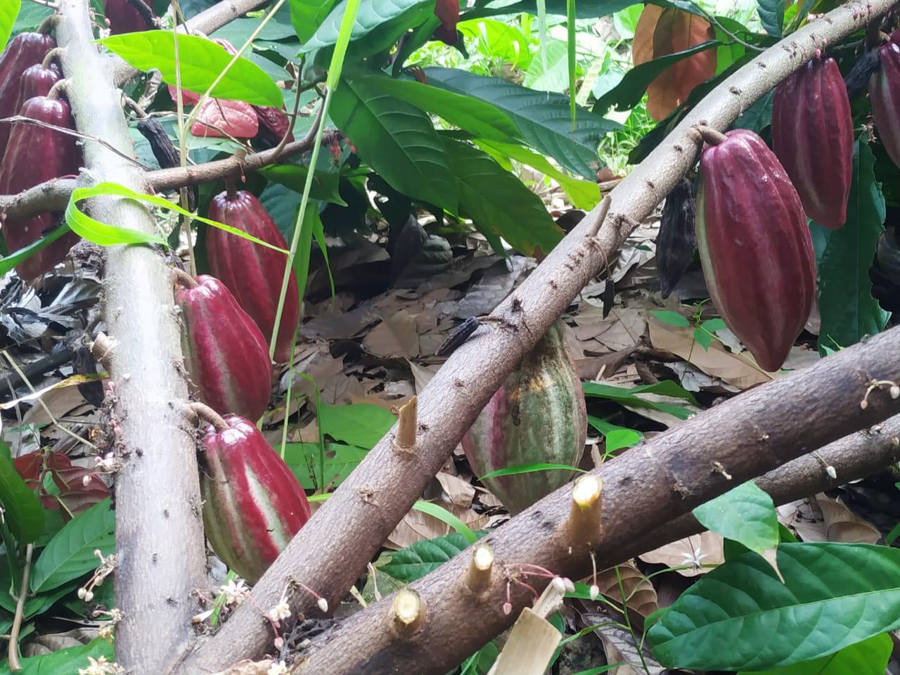 Cacao Seco