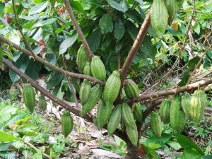 Cacao Seco