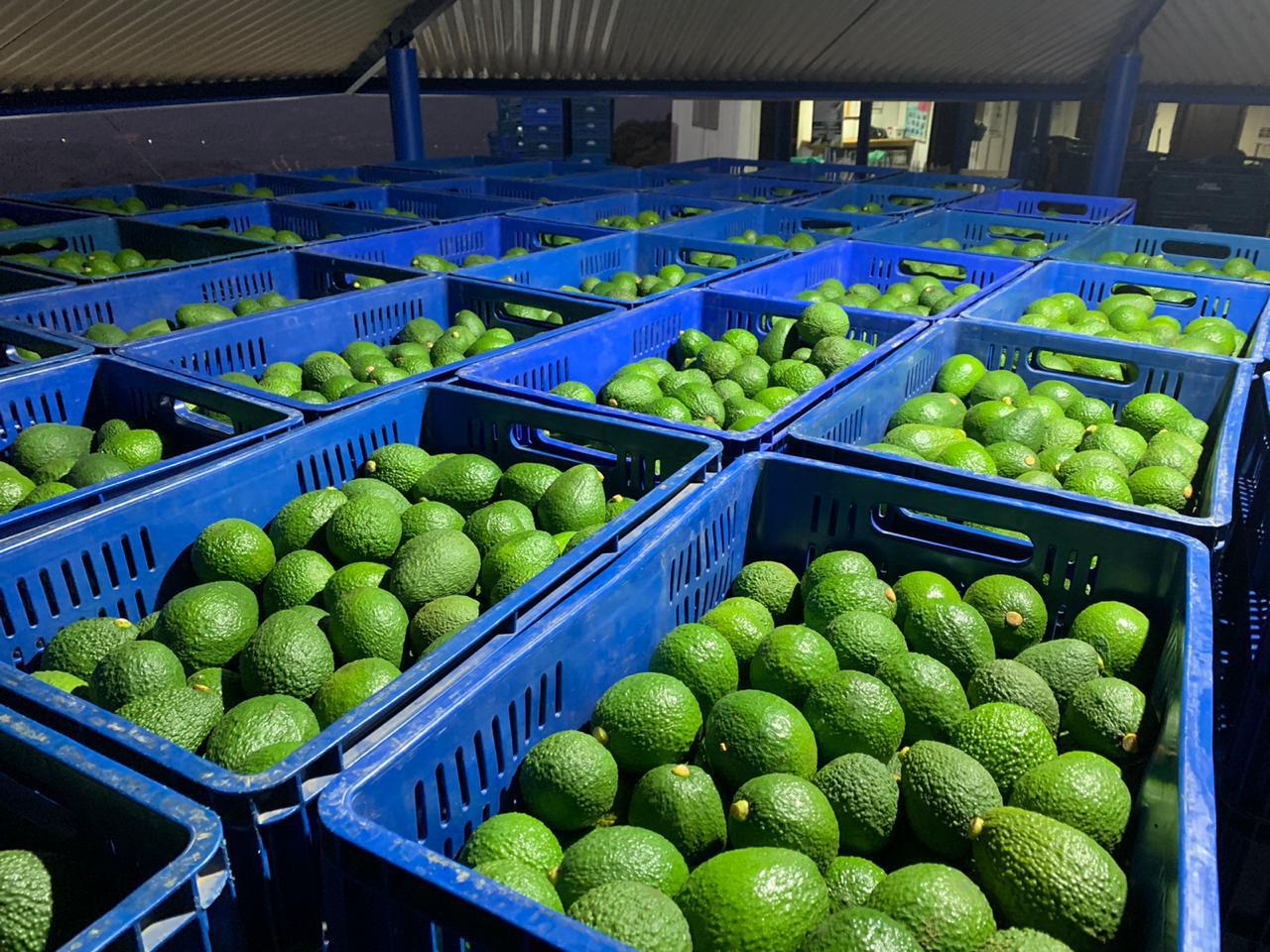 Aguacate Hass