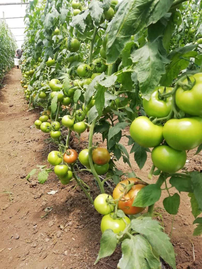 Tomate De Mesa