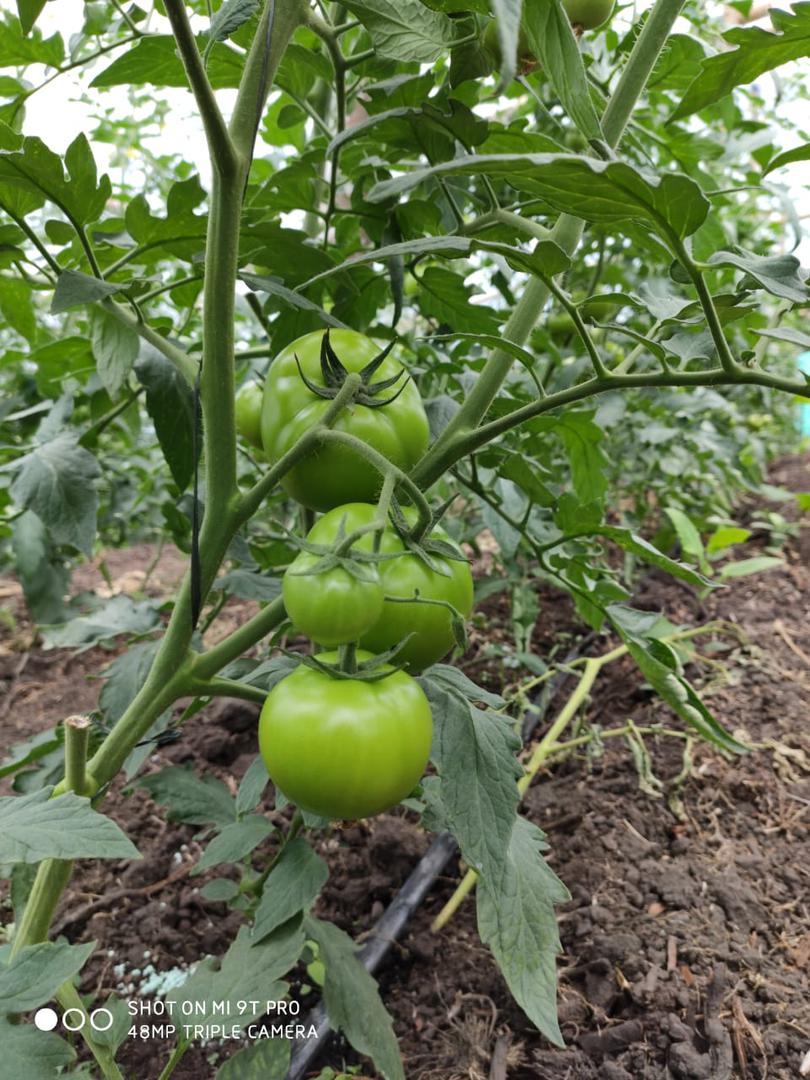 Tomate De Mesa
