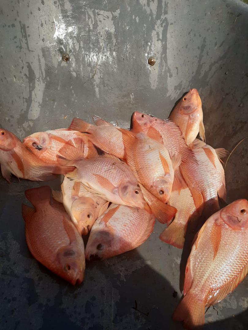 Tilapia Roja