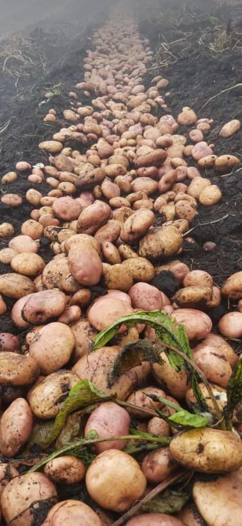 Papa Pastusa Gruesa