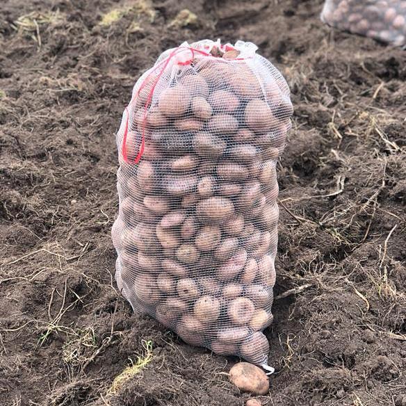 Papa Pastusa Mixta