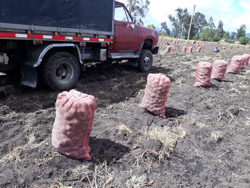 Papa Capiro En Bulto De 50 Kilos
