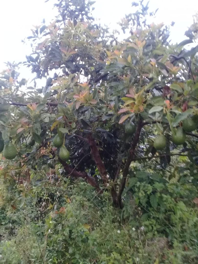 Aguacate Hass Papelillo Y Lorena