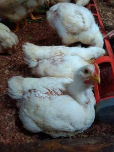 Pollo De Engorde Por Libra