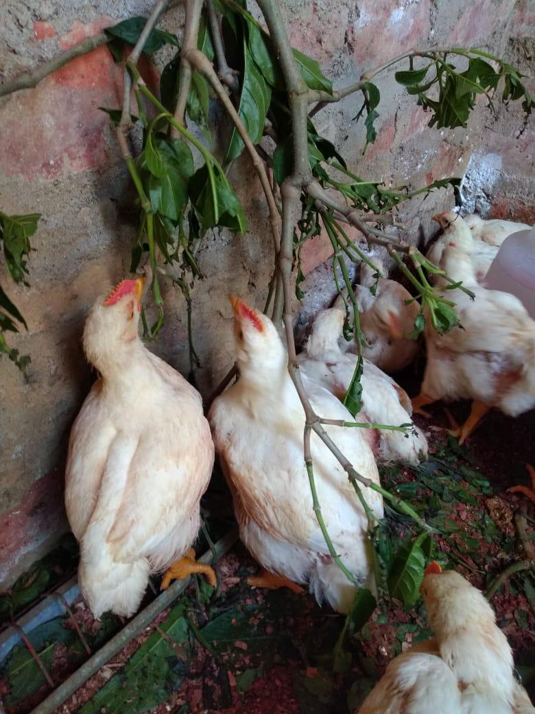 Pollo De Engorde Por Libra