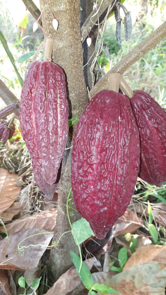 Cacao