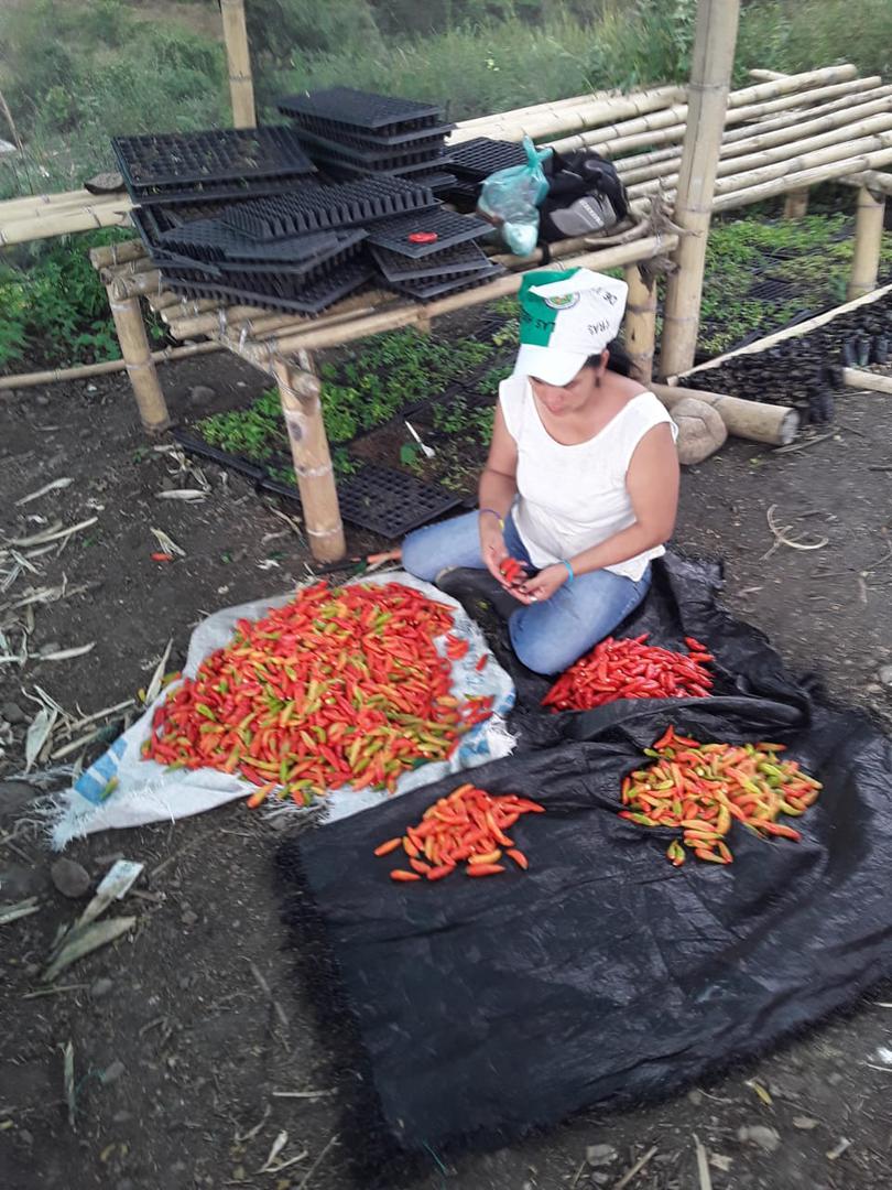 Aji Cayena