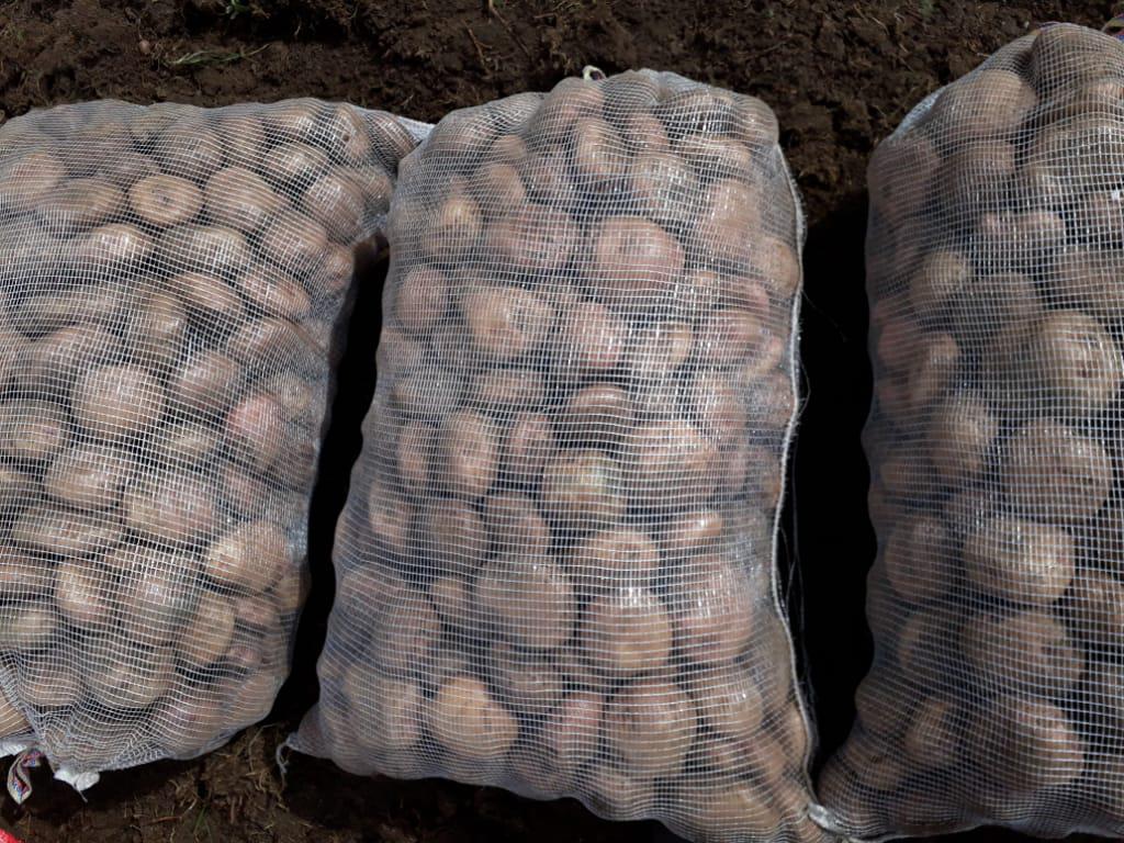Papa En Fresco Variedad Pastusa Y Pastusa Superior