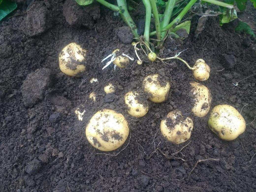 Papa En Fresco Variedad Criolla