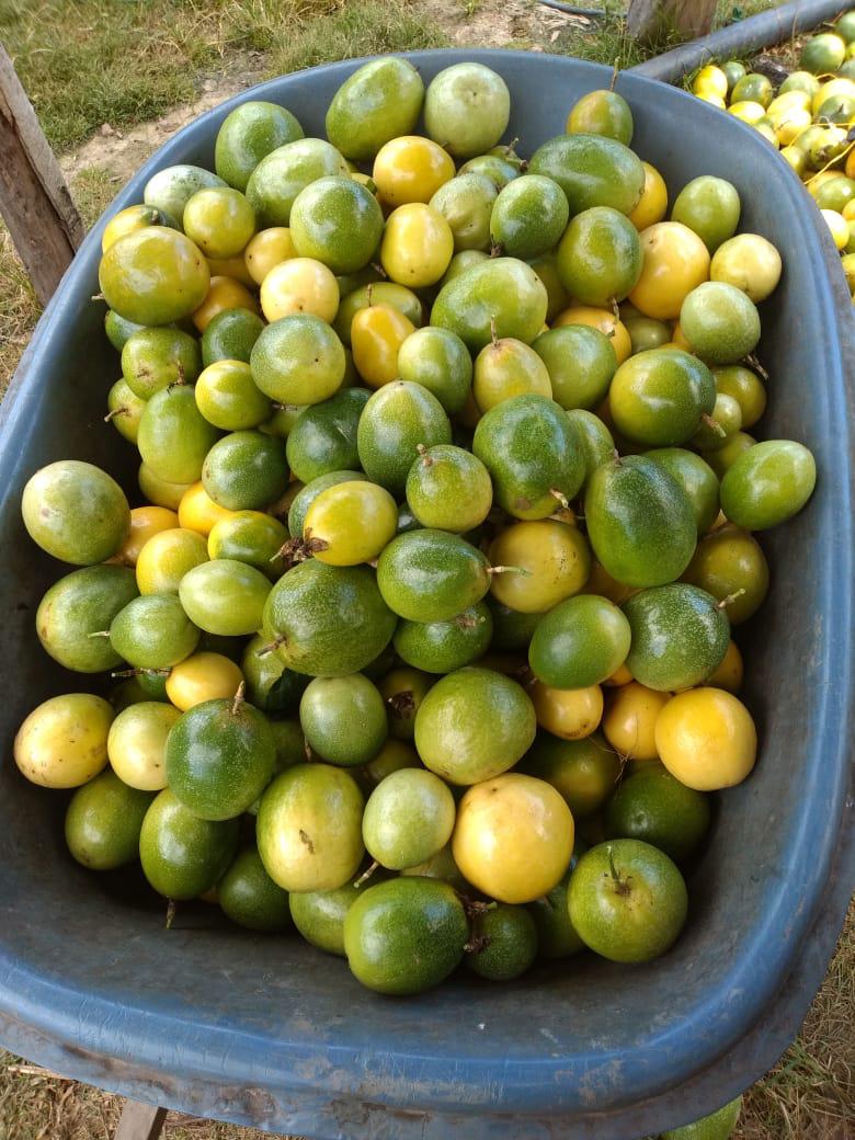 Maracuya