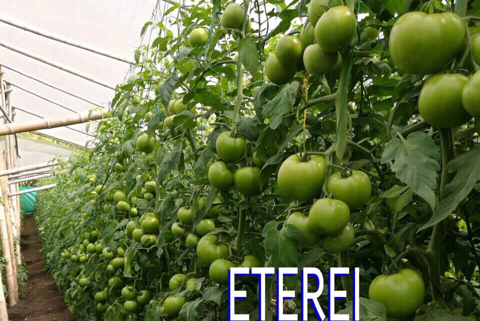 Tomate De Mesa