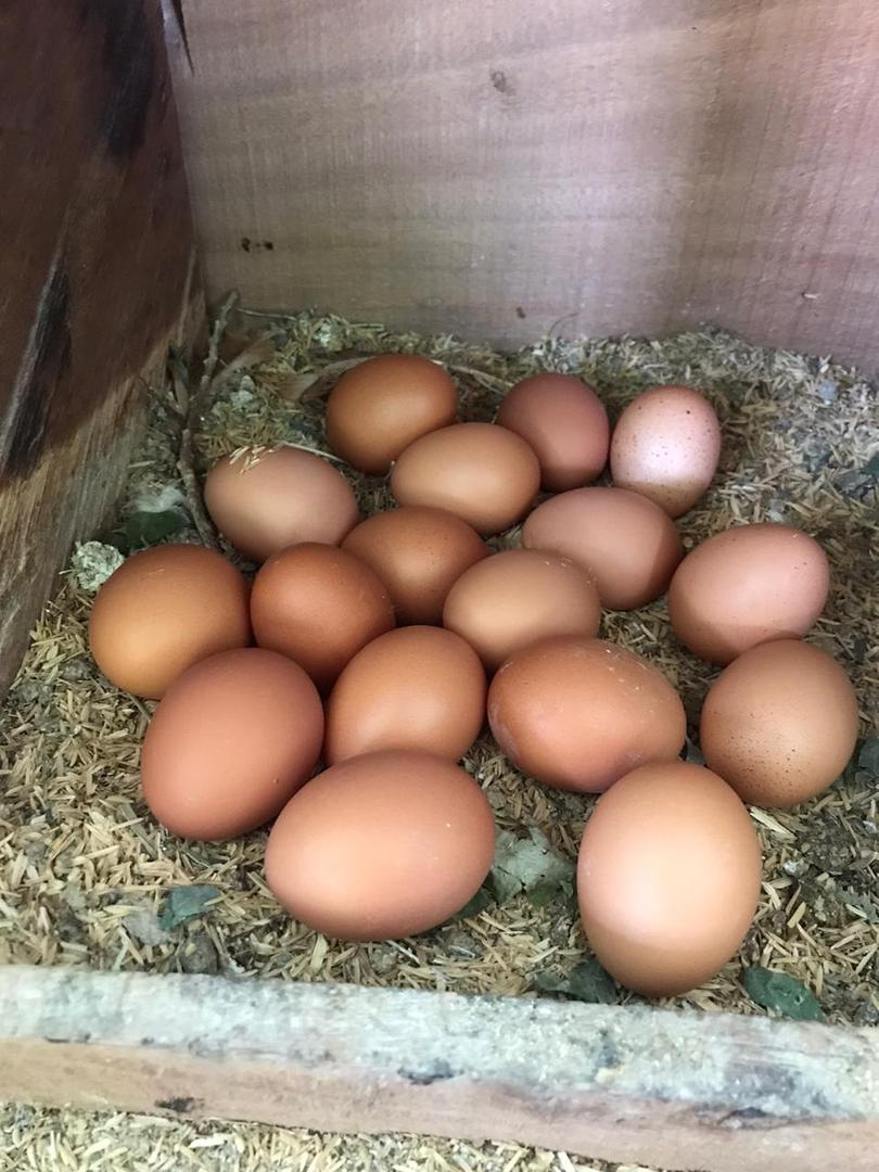 Huevos De Gallina
