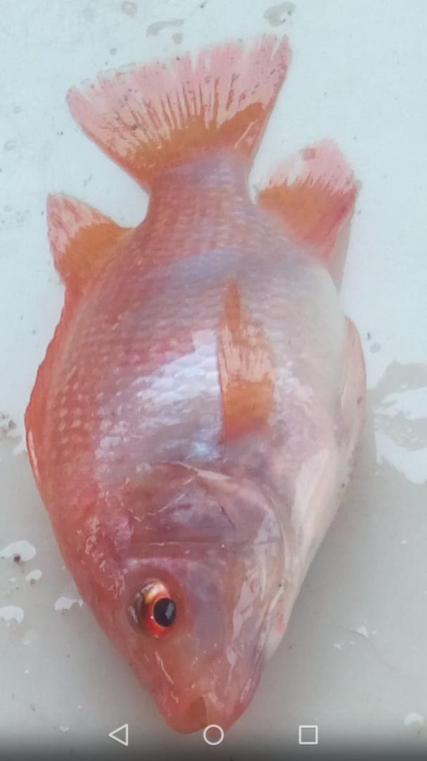 Tilapia Roja Tipo 2