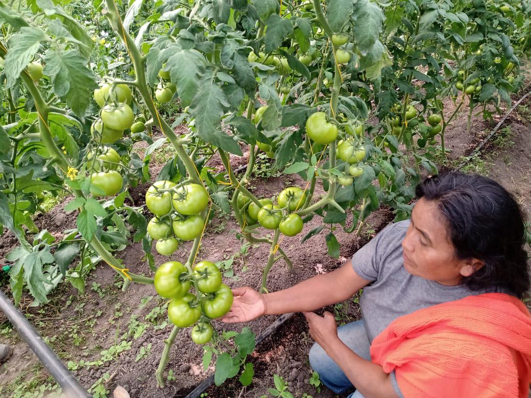 Tomate Larga Vida Organico