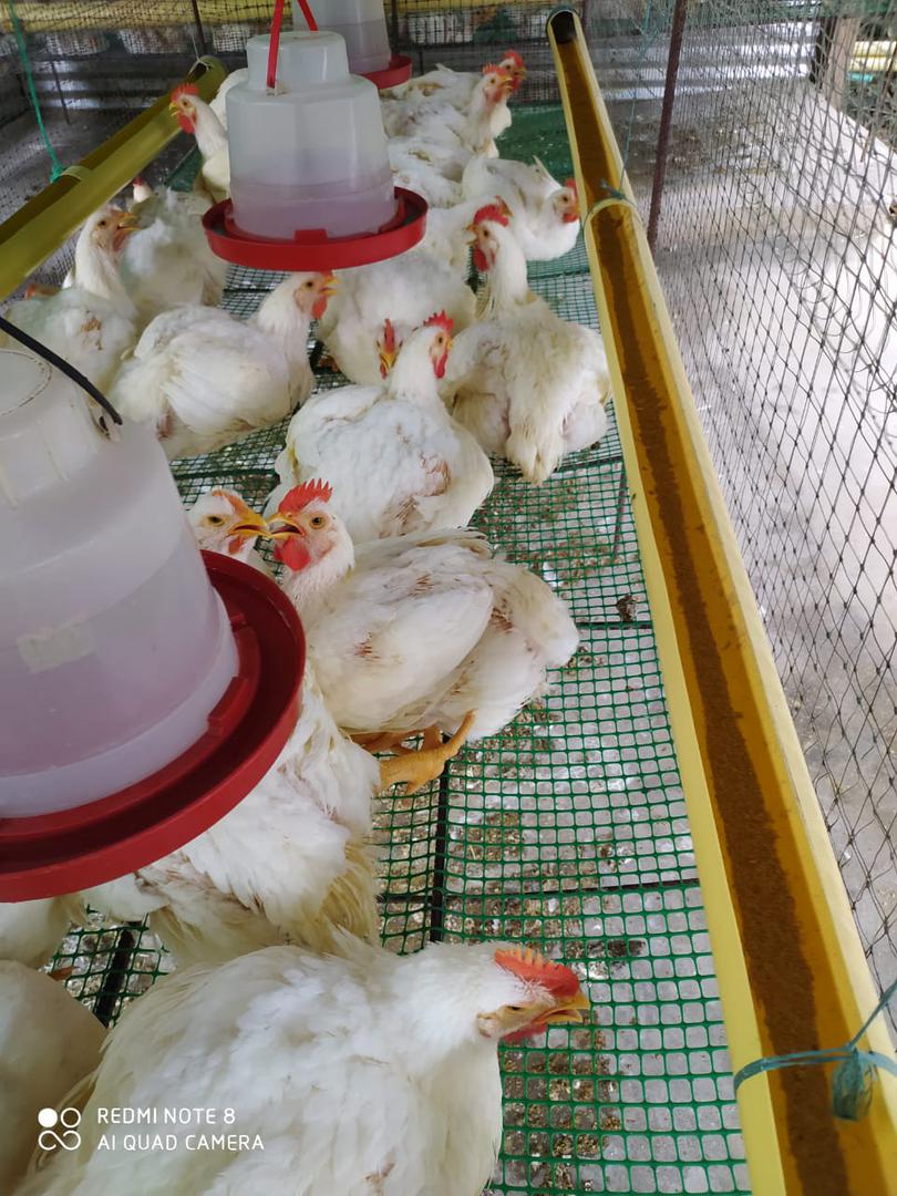Poloos De Engorde Despresados Por Kilos