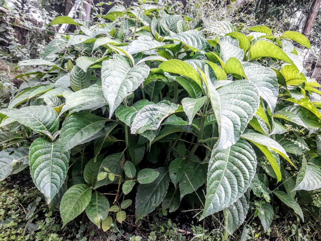 Material Forestal Nativo