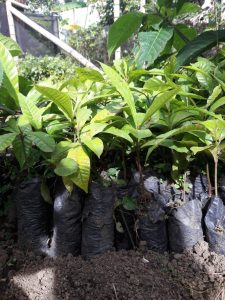 Material Forestal Nativo