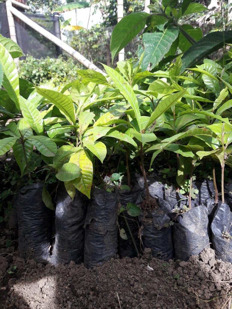 Material Forestal Nativo