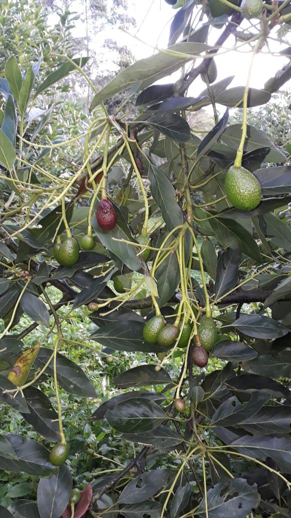 Aguacate De Isnos El Precio Por Kilogramo